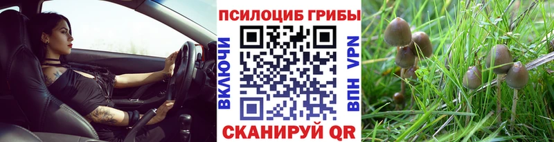 Галлюциногенные грибы Psilocybe  Кологрив 